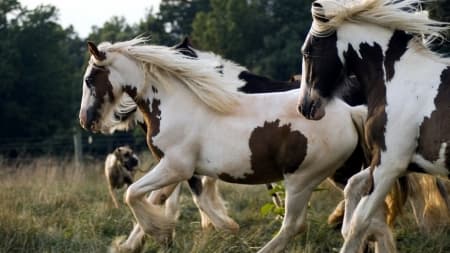 Подборки фотографий с лошадьми - самыми прекрасными созданиями на всём свете!