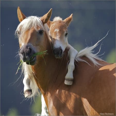 Любовь лошадей