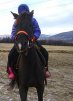 Мой коняшка Буян
