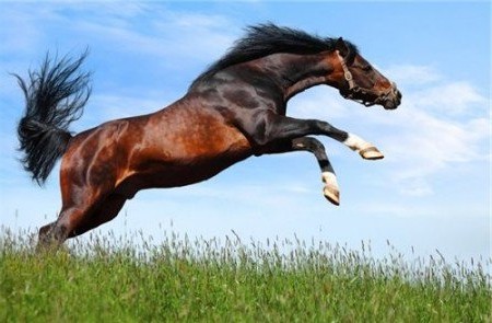 Фото гнедой масти лошади кливлендской породы.