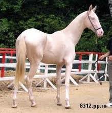 Фото изабелловой масти лошади ахалкетинской породы