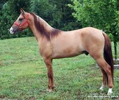 Фото каурой масти лошади породы квотерхоз.