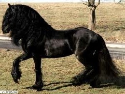 Фото лошади вороной масти фризской породы.