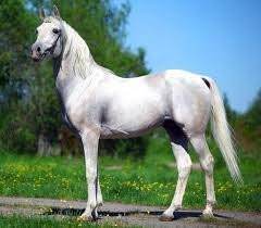 Фото серой масти лошади арабской породы