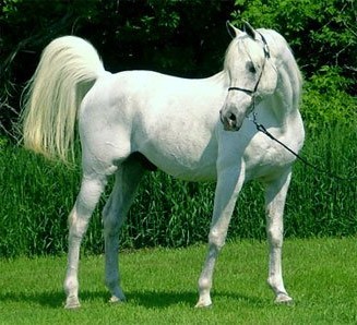 Фото светло-серой масти лошади арабской породы.
