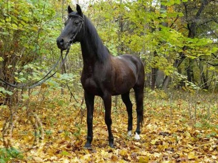 Фото караковой масти лошади англо-тракененской породы.