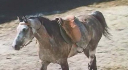 Фото красно-серой масти лошади арабской породы.