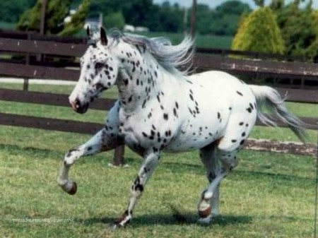 Фото чубарой масти лошади породы аппалуза.