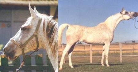 Масти лошадей: фото, описание.