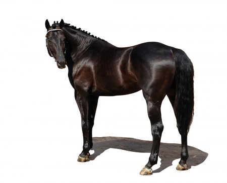 Фото лошади русской верховой породы вороной масти