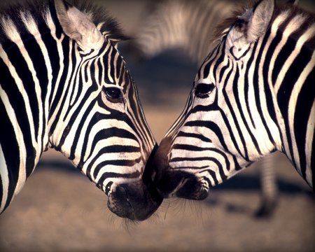 Пустынные зебры Греви (Equus grevyi): фото, описание вида