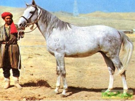 Фото лошади локайской породы