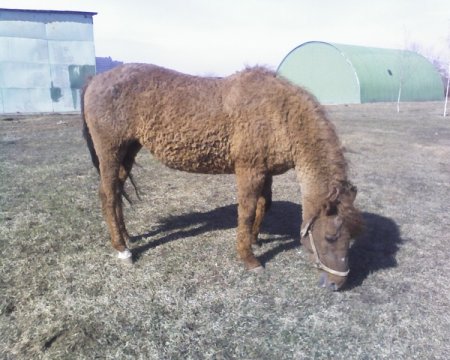 Фото лошади локайской породы рыжей масти