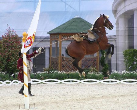 Фото лошади породы Альтер-реал гнедой масти