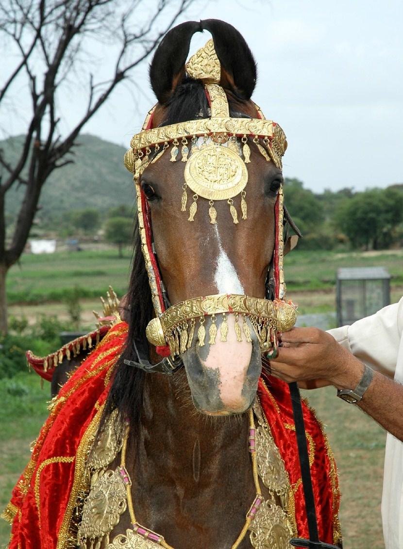 Лошади породы марвари (марварские лошади): фото, видео, описание, историяпороды » Сайт о лошадях KoHuKu.ru