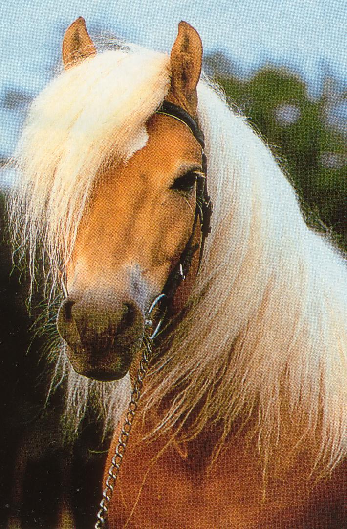 Гафлингерская порода лошадей (гафлингер): фото, описание, история породы »Сайт о лошадях KoHuKu.ru
