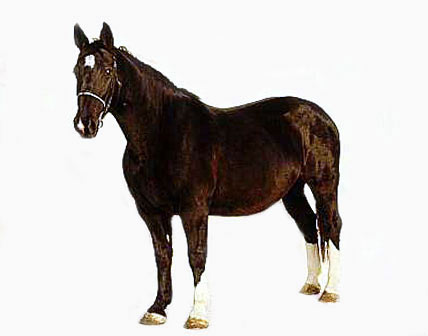Гронингенская порода лошадей (гронинген): фото, описание, история происхождения