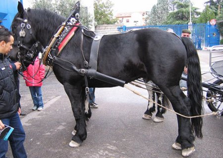 Черноморская порода лошадей: фото, описание, история породы