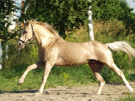 Фото лошади золотистой масти