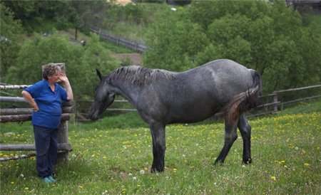 Фото лошади вороно-чалой масти