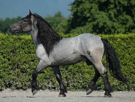 Фото лошади вороно-чалой масти