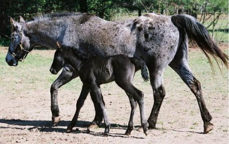 Фото кобылы с жеребенком вороно-чалой масти