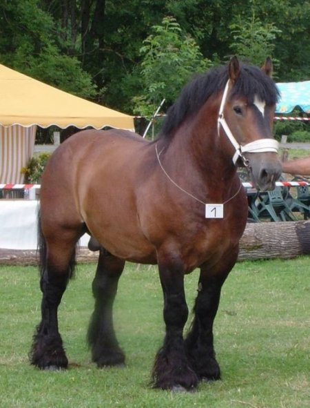 Арденская порода лошадей: фото, описание, история происхождения