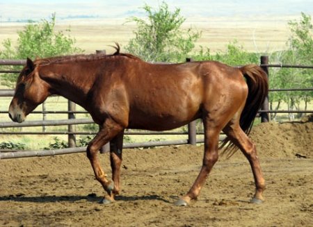 Кушумская порода лошадей: фото, описание, история происхождения