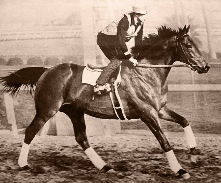 Фото лошади по кличке Сухарь (Seabiscuit)