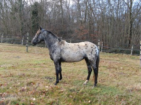 Фото лошади мраморной масти