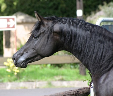 Фото лошади арабской породы дымчато-вороной масти
