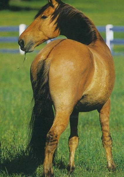 Фото лошади породы камполина булано-саврасой масти