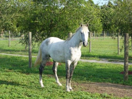 Фото лошади породы флоридский крэкер серой масти