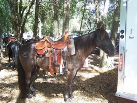 Фото лошади породы флоридский крэкер шампанской масти