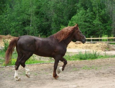 Торийская порода лошадей (торик, тори): фото, описание, история происхождения