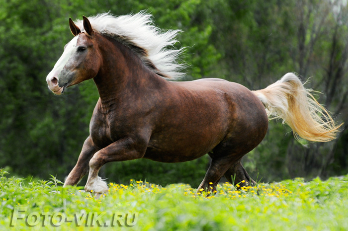 Советский тяжеловоз » Сайт о лошадях KoHuKu.ru