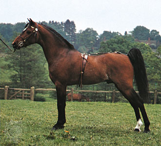 Лошади и пони породы хакне » Сайт о лошадях KoHuKu.ru