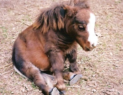 Фото самой маленькой лошадки в мире Тамбелины