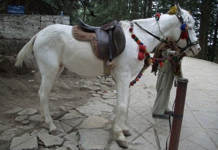 Фото белуджистанской лошади серой масти