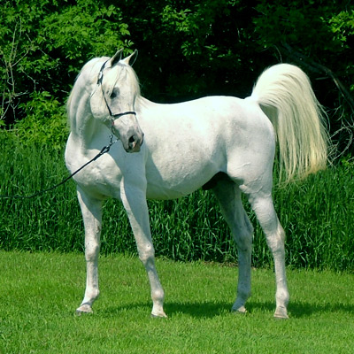 Фото лошади породы шагия араб серой масти