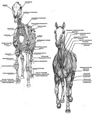 Строение костной и мышечной систем лошади