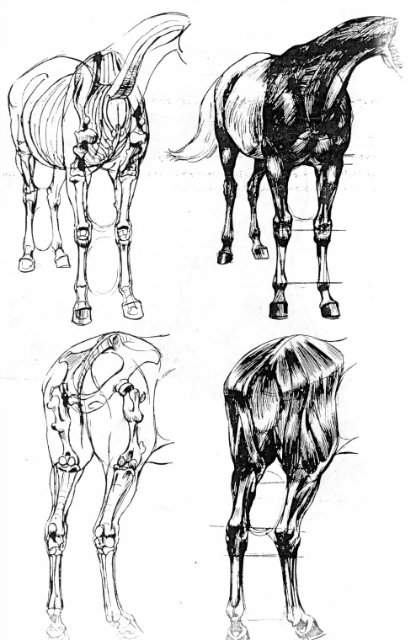 Рисунок постановки передних и задних конечностей лошади