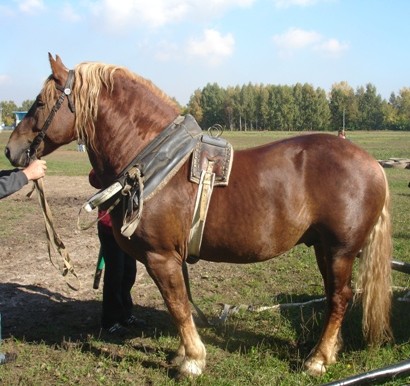Советская тяжелоупряжная порода лошадей (советский тяжеловоз): фото, описание, история происхождения