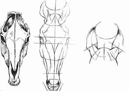 Рисунок черепа лошади
