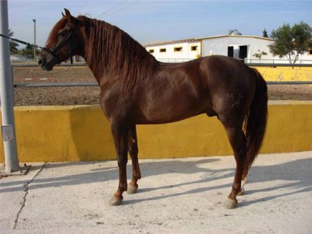 Фото андалузской лошади рыжей масти