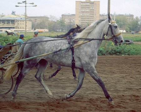 Фото орловского рысака серой в яблоках масти