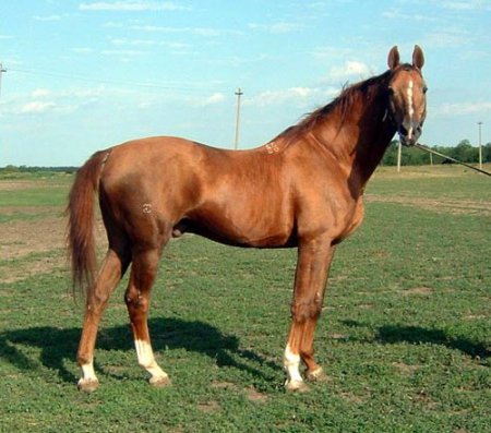 Фото лошади буденновской породы