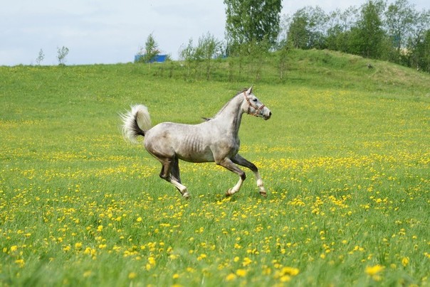 Терская порода лошадей: фото, описание, история происхождения » Сайт олошадях KoHuKu.ru