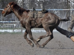 В Карагандинской области подросток упал с лошади и погиб