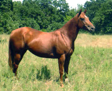 Фото лошади породы кватерхорс рыжей масти